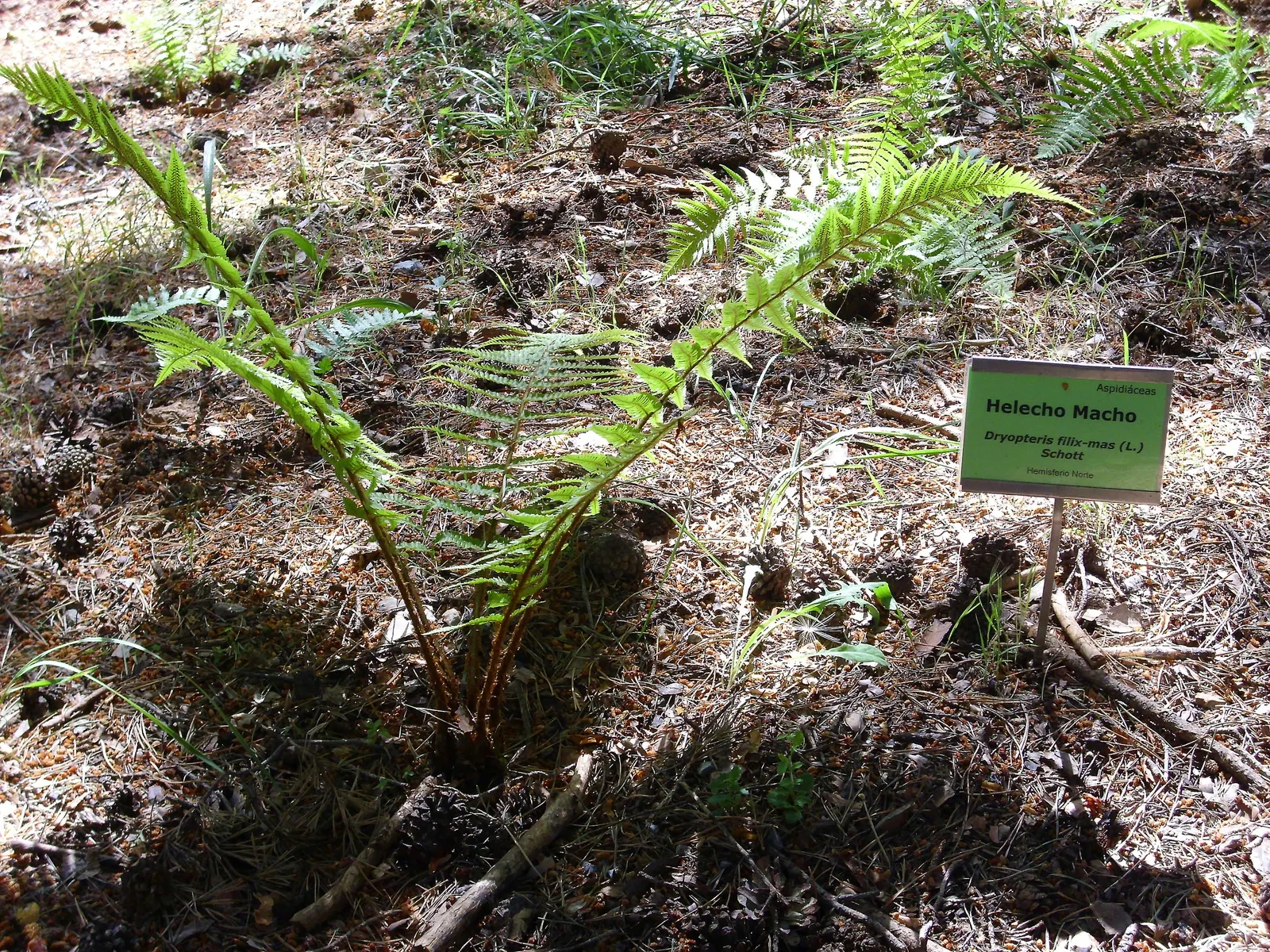 Macho Fern (Nephrolepis Biserrata) — fern for half or shade