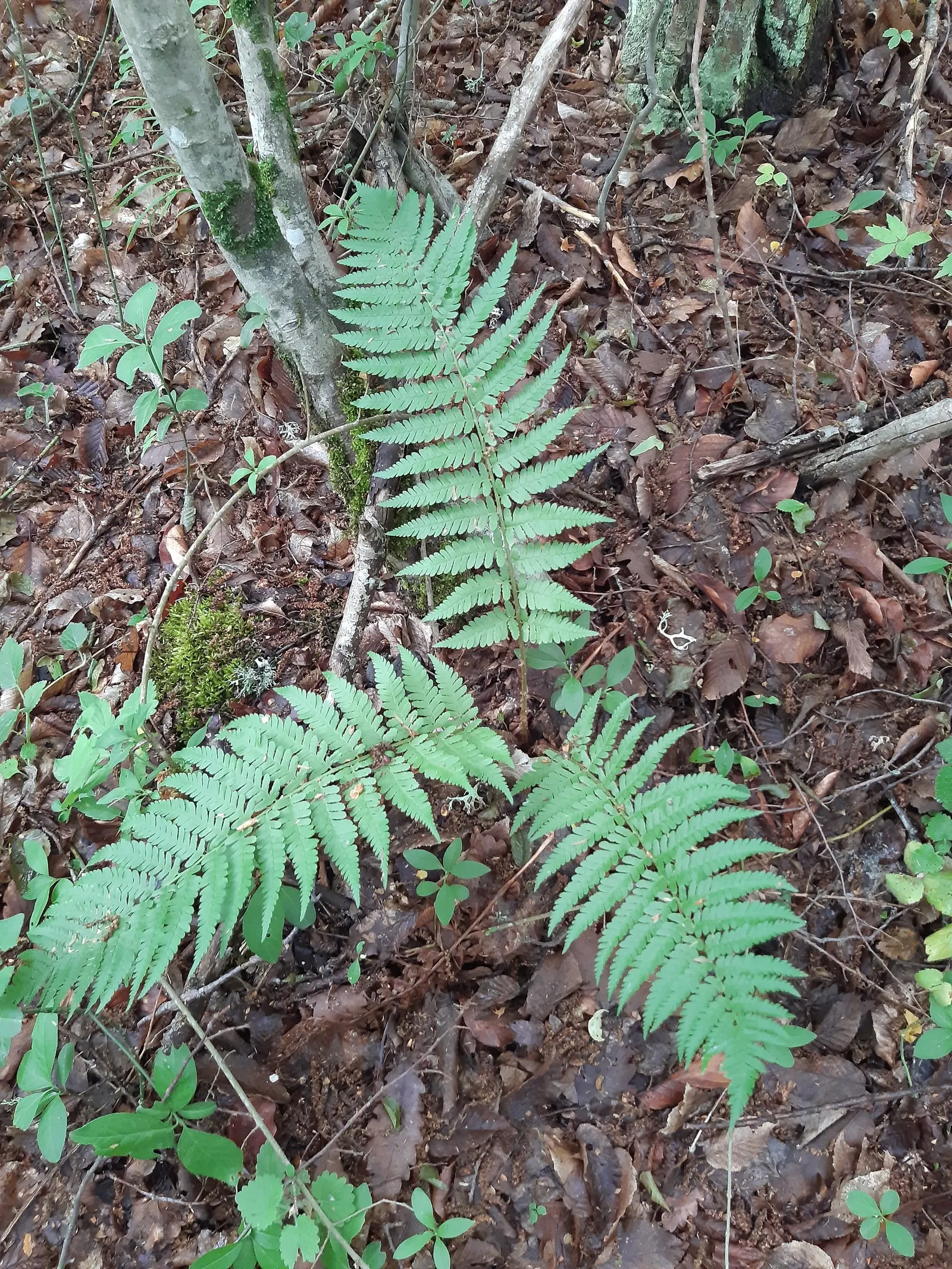 Macho Fern (Nephrolepis Biserrata) — evergreen selection for both designers and homeowners seeking verdant; well-draining soil with consistent, image 75