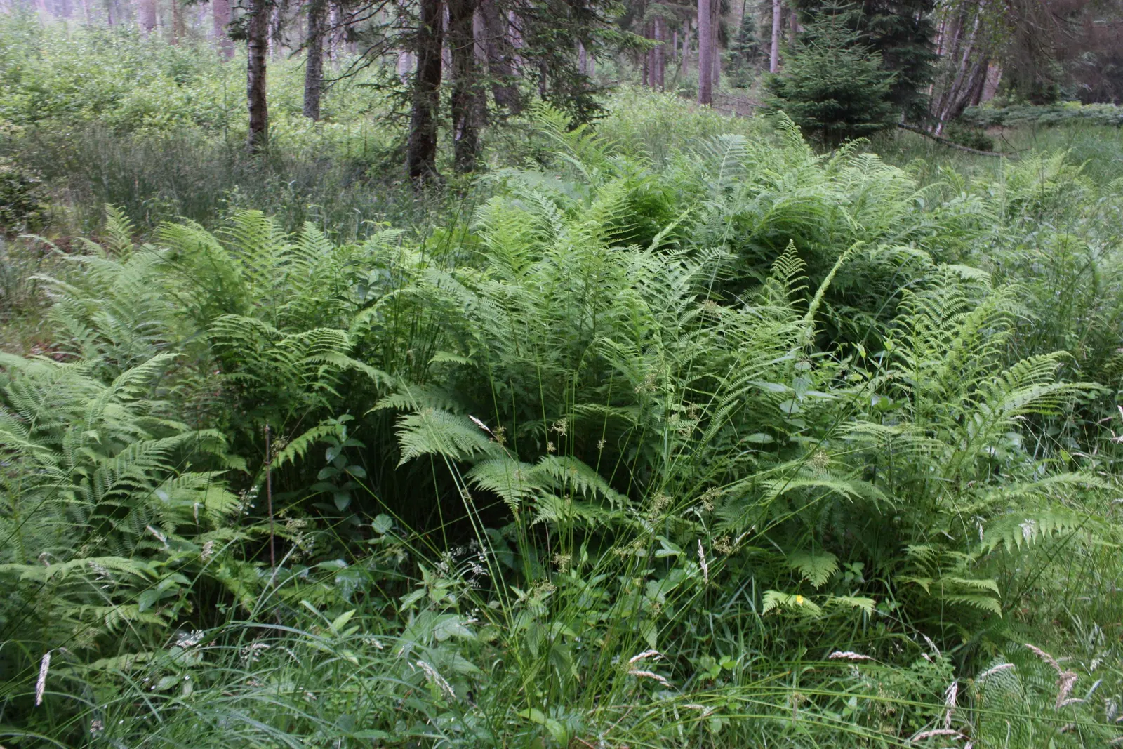 Macho Fern (Nephrolepis Biserrata) — tropical greenery stretching up to 4 feet long and 6 inches wide; its impressive size makes it perfect for ground cover or