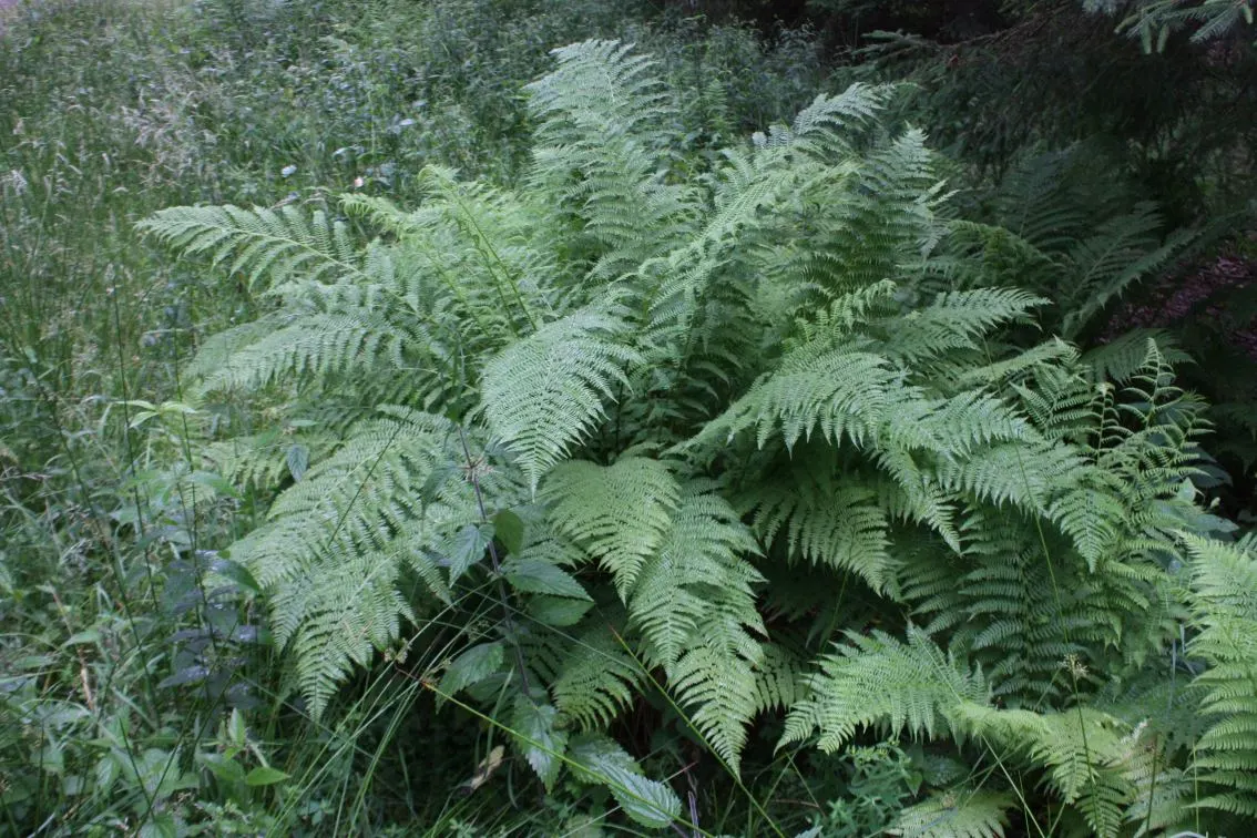Macho Fern (Nephrolepis Biserrata) — offering a low-maintenance; this robust fern is distinguished by its long, image 120