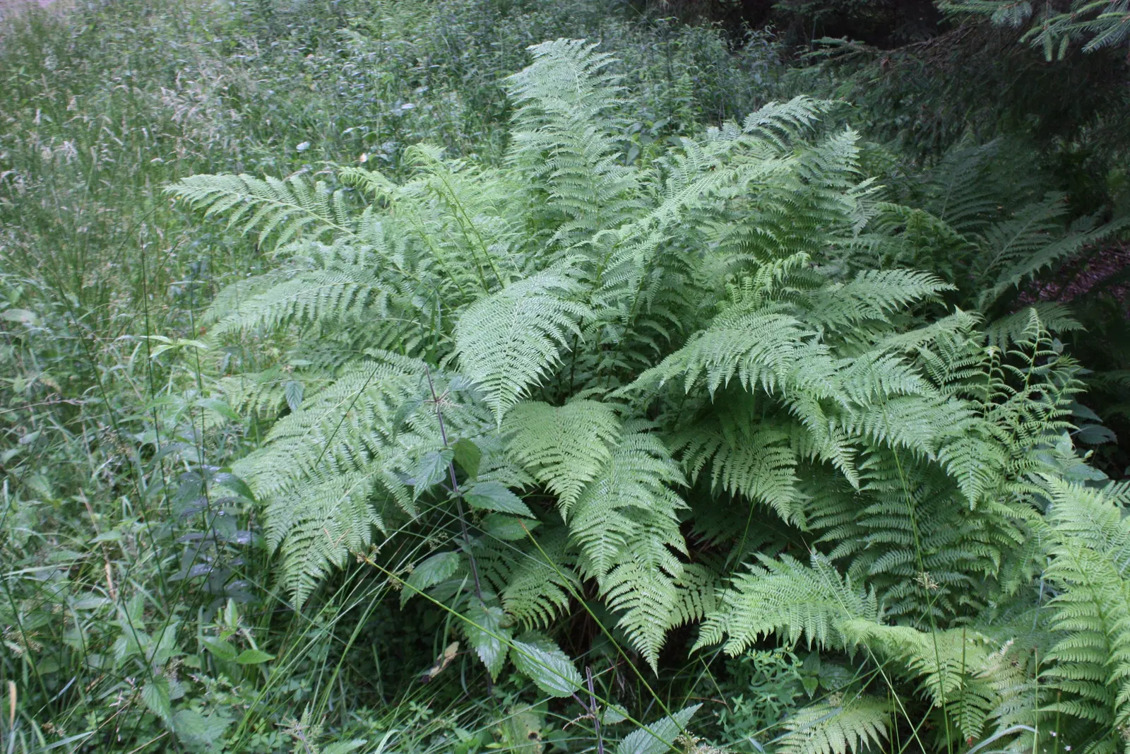 Macho Fern (Nephrolepis Biserrata) — they can even extend up to an astounding 6 feet; to ensure the soil remains evenly moist but not waterlogged