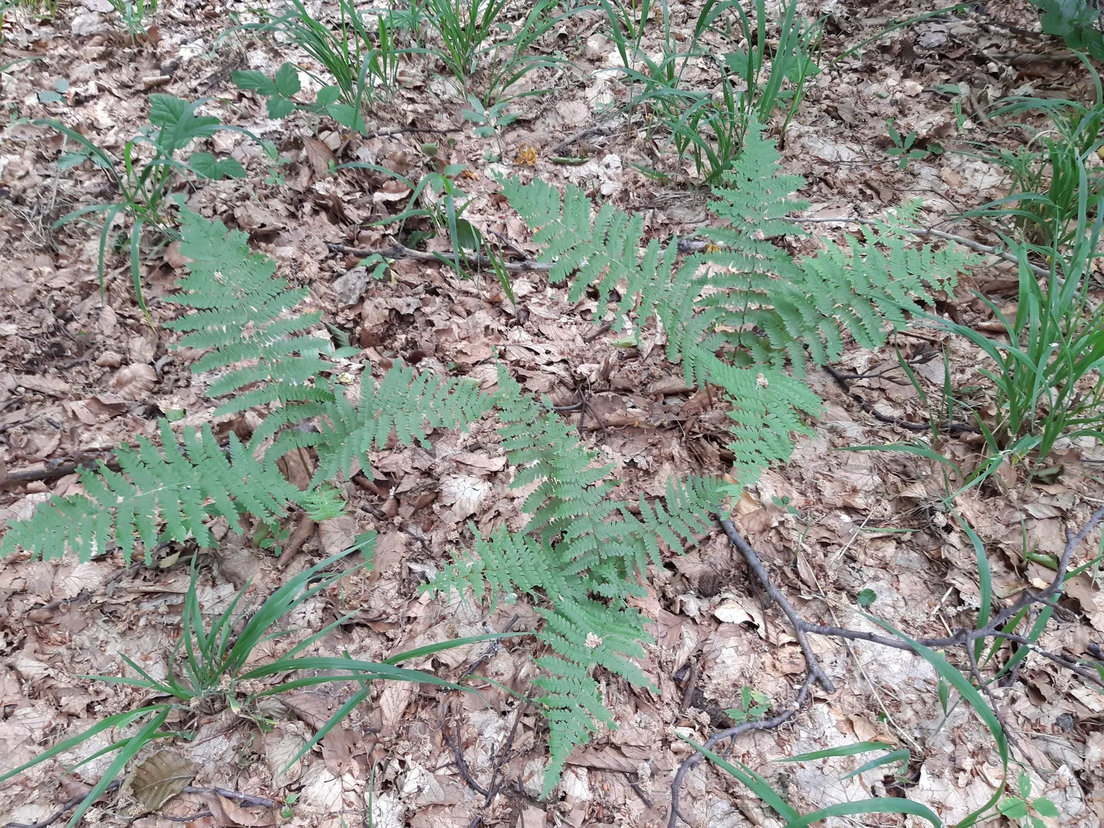 Macho Fern (Nephrolepis Biserrata) — tropical perennial that emanates a bold and verdant presence in any landscape design; scientifically termed, image 100