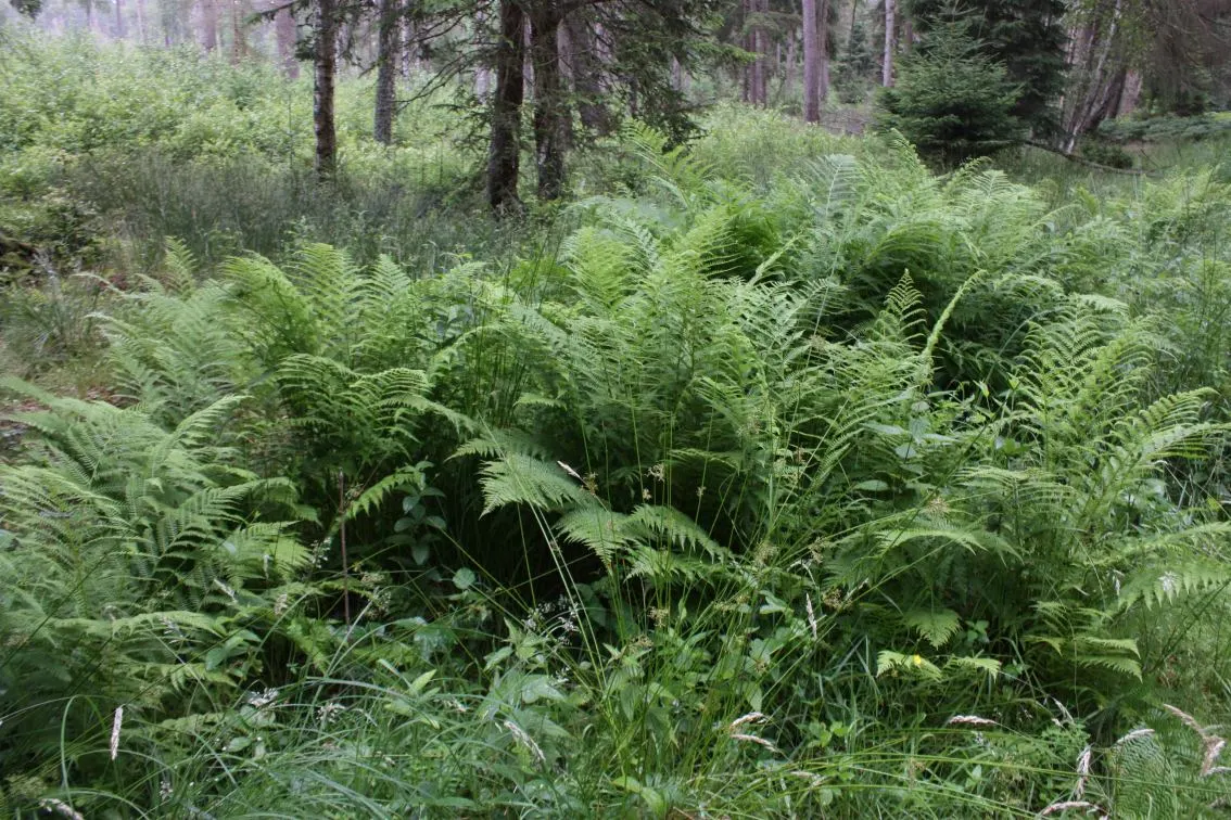 Macho Fern (Nephrolepis Biserrata) — they can even extend up to an astounding 6 feet