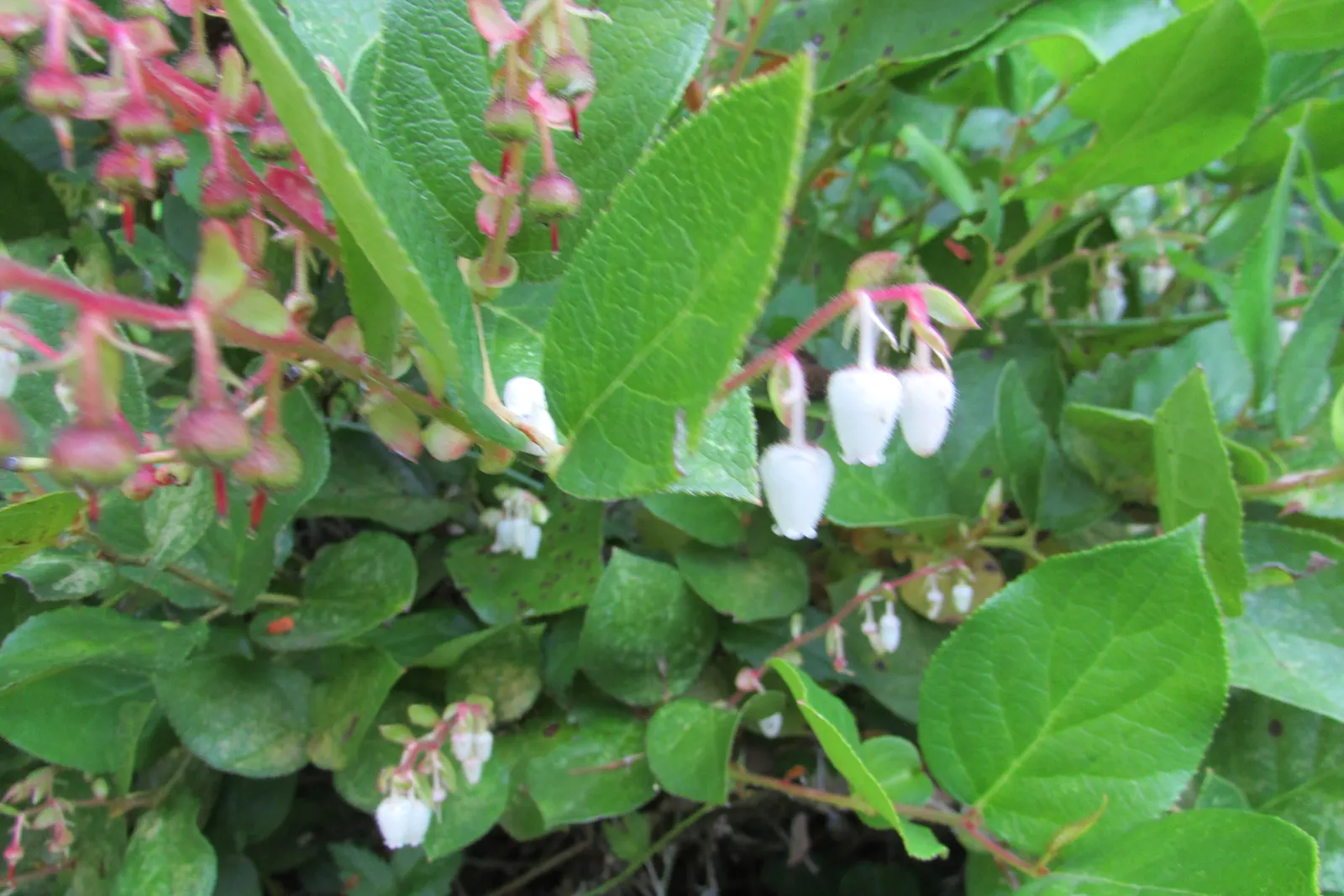 Salal (Gaultheria Shallon) — Salal (Gaultheria shallon) is an evergreen shrub native to the western regions of North America; these blossoms add, image 54