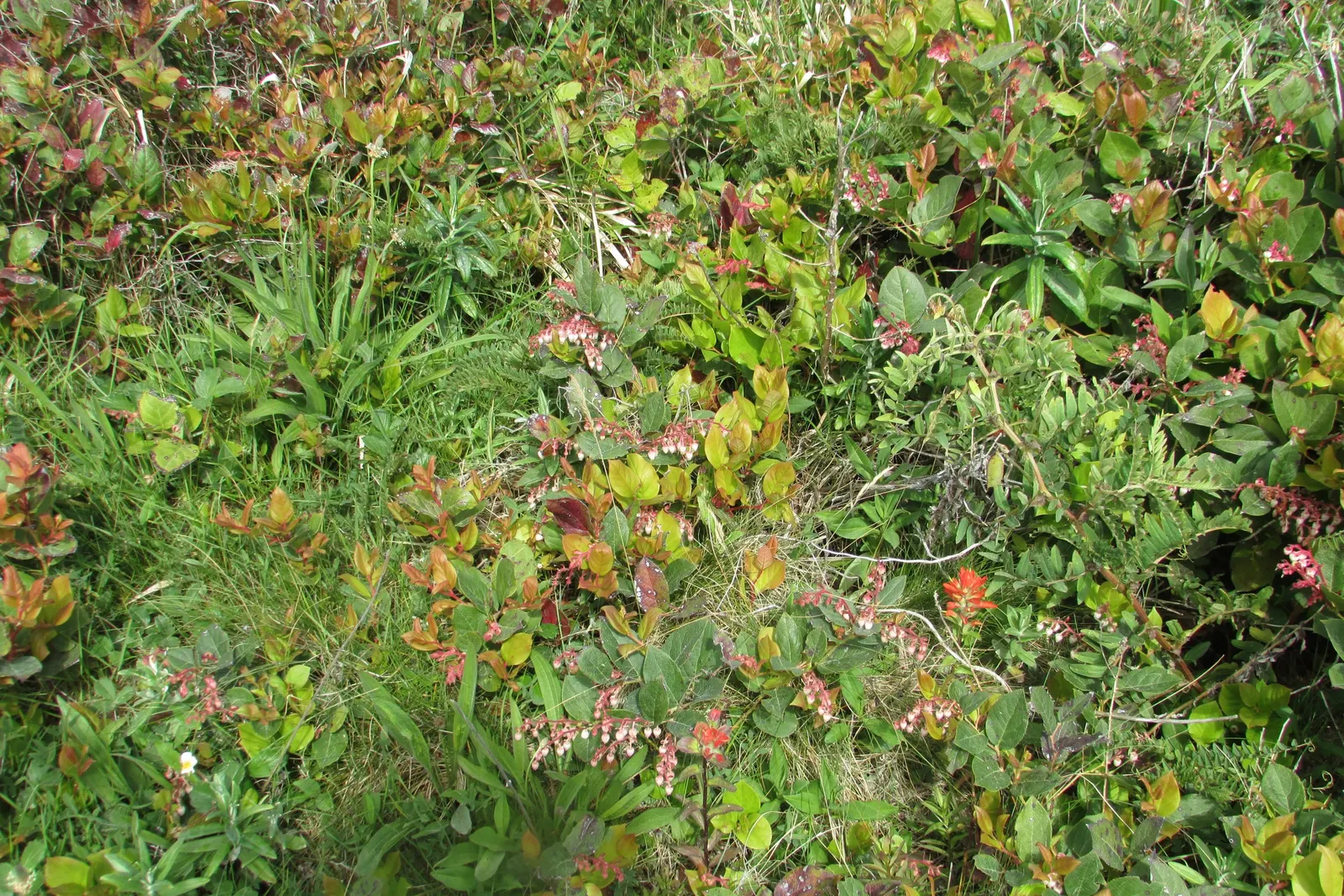 Salal (Gaultheria Shallon) — pink flowers in the garden; flourishing in USDA Hardiness Zones 5-9, image 94