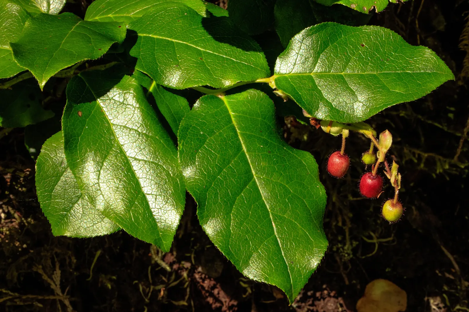 Salal (Gaultheria Shallon) — this versatile plant thrives in a variety of lighting conditions; offering low-maintenance ground cover and year-round, image 56
