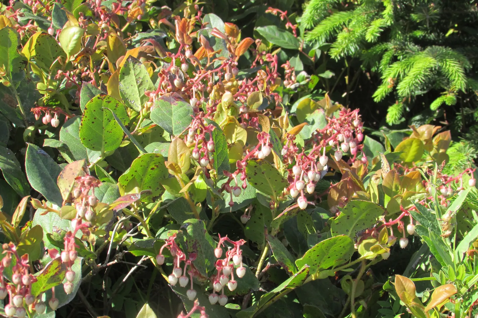 Salal (Gaultheria Shallon) — acidic soil rich in organic matter; the fruit is a favorite among local wildlife and can be used in jams and jellies for a unique
