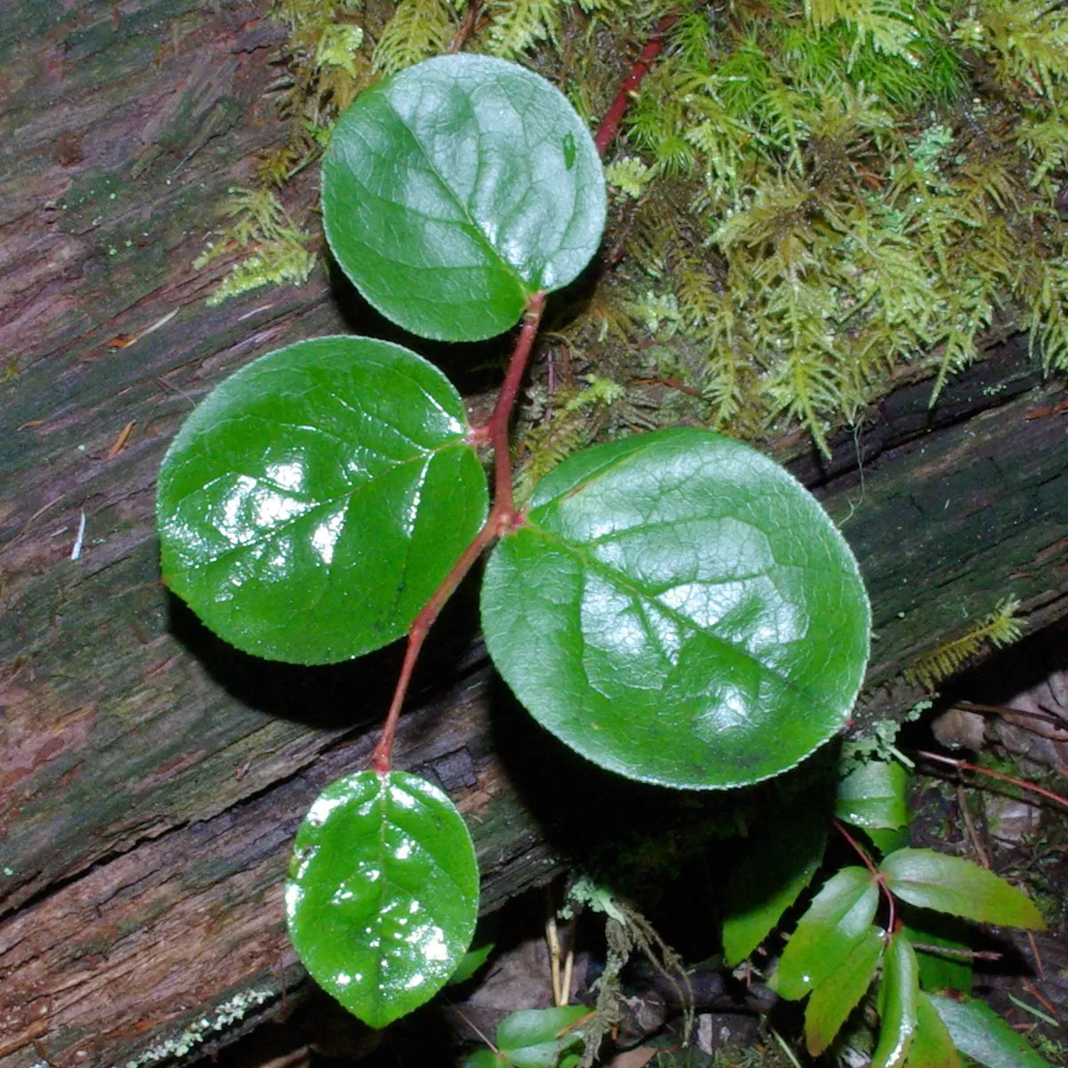 Salal (Gaultheria Shallon) — add year-round interest.<br><br>Spring brings a cascade of delicate bell-shaped flowers; from full sun to deep shade, image 84