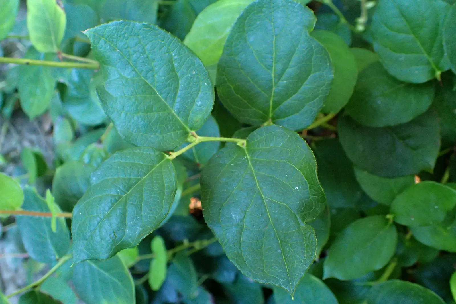 Salal (Gaultheria Shallon) — each approximately 1/3 inch in size; dark purple berries toward the end of summer, image 85