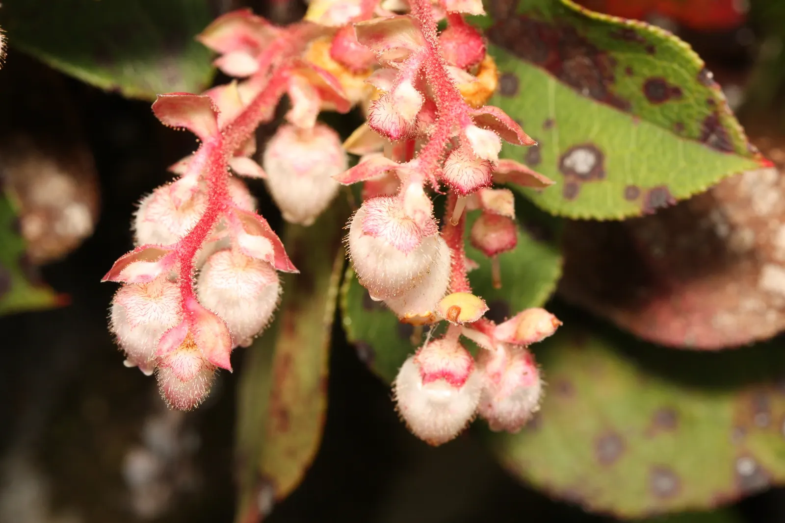 Salal (Gaultheria Shallon) — ranging in color from white to pale pink; shrub with pink blooms, image 86