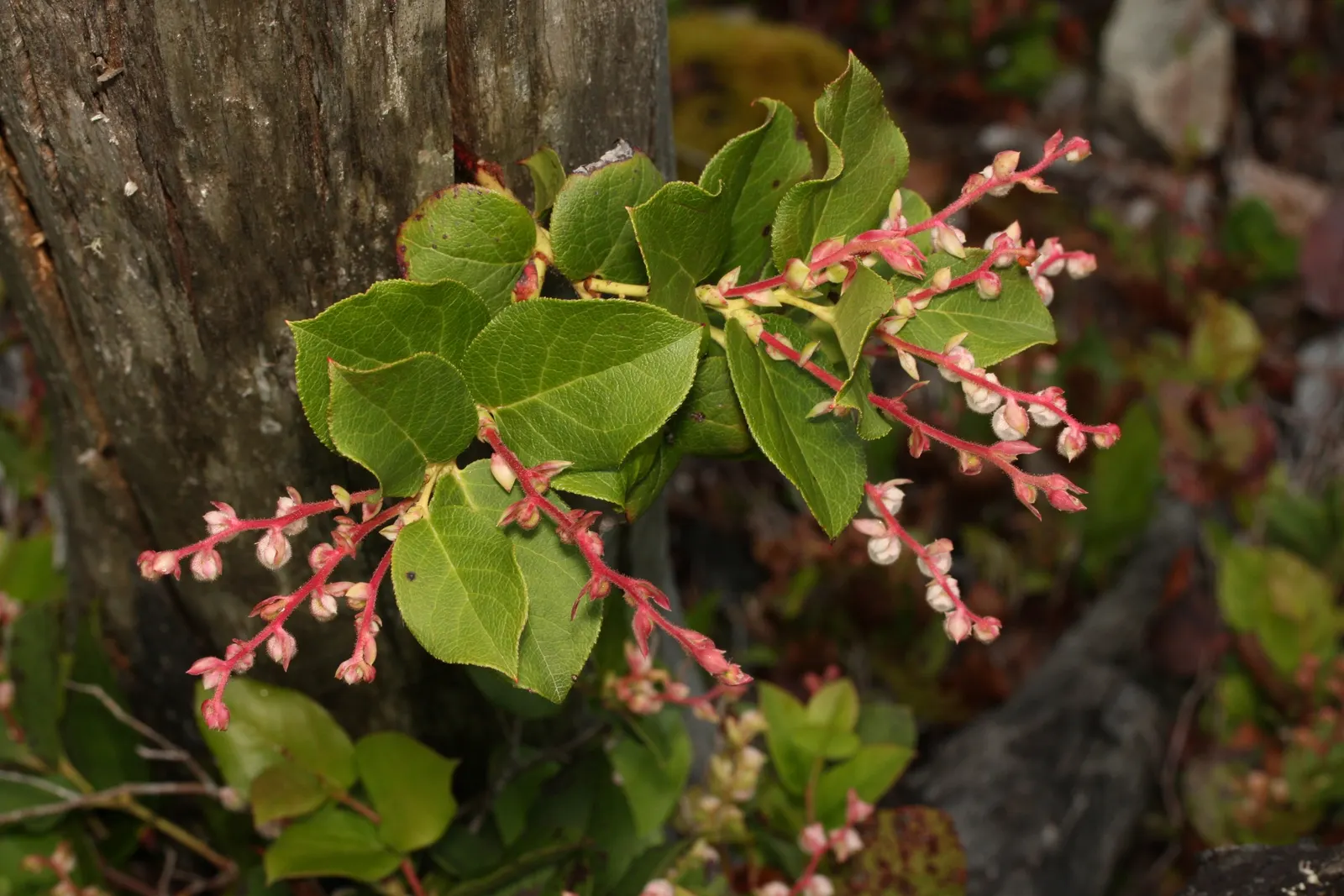 Salal (Gaultheria Shallon) — each approximately 1/3 inch in size; dark purple berries toward the end of summer, image 61