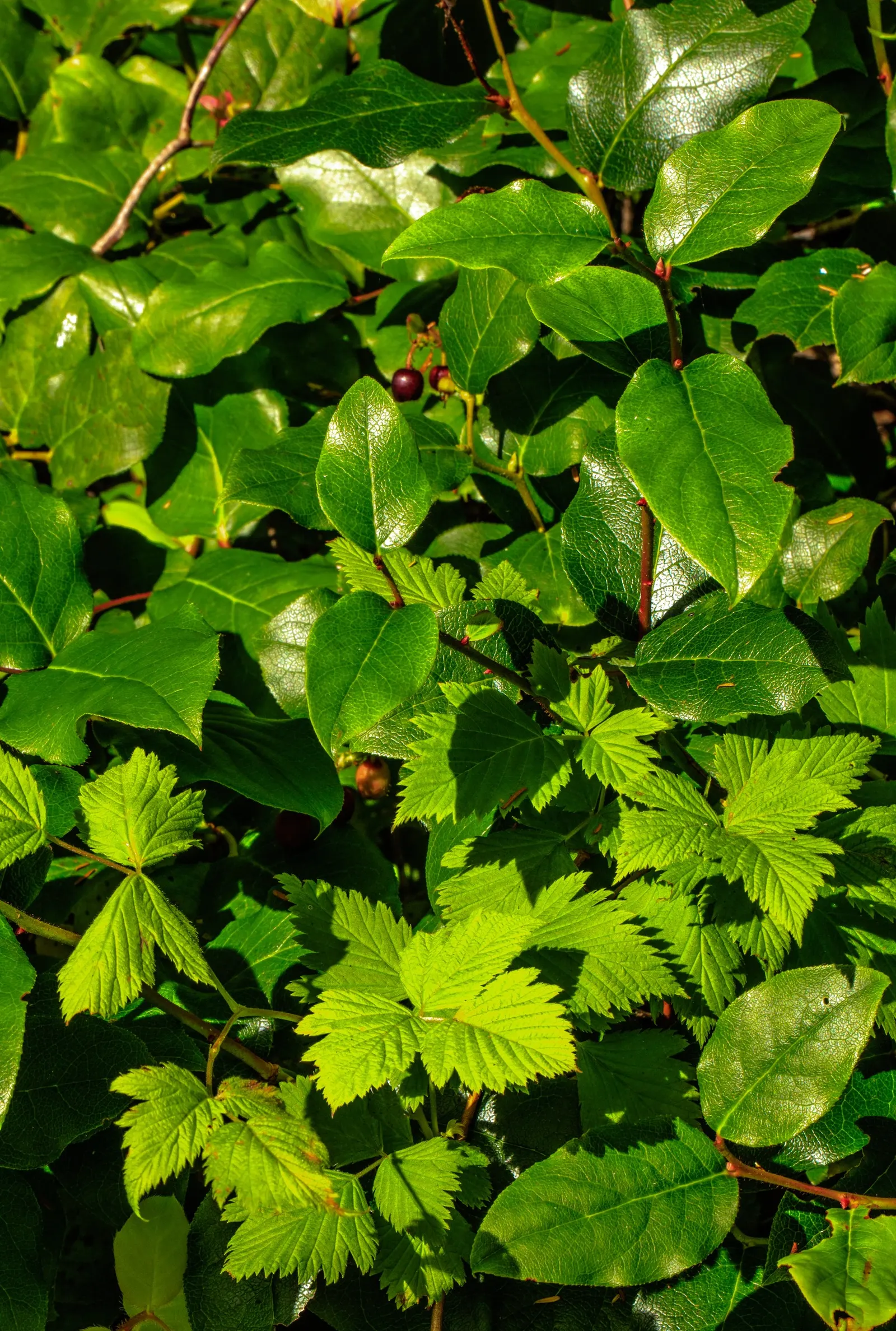 Salal (Gaultheria Shallon) — It prefers partial shade to full sun and well-drained soil; salal, or Gaultheria shallon, is an evergreen shrub, image 52