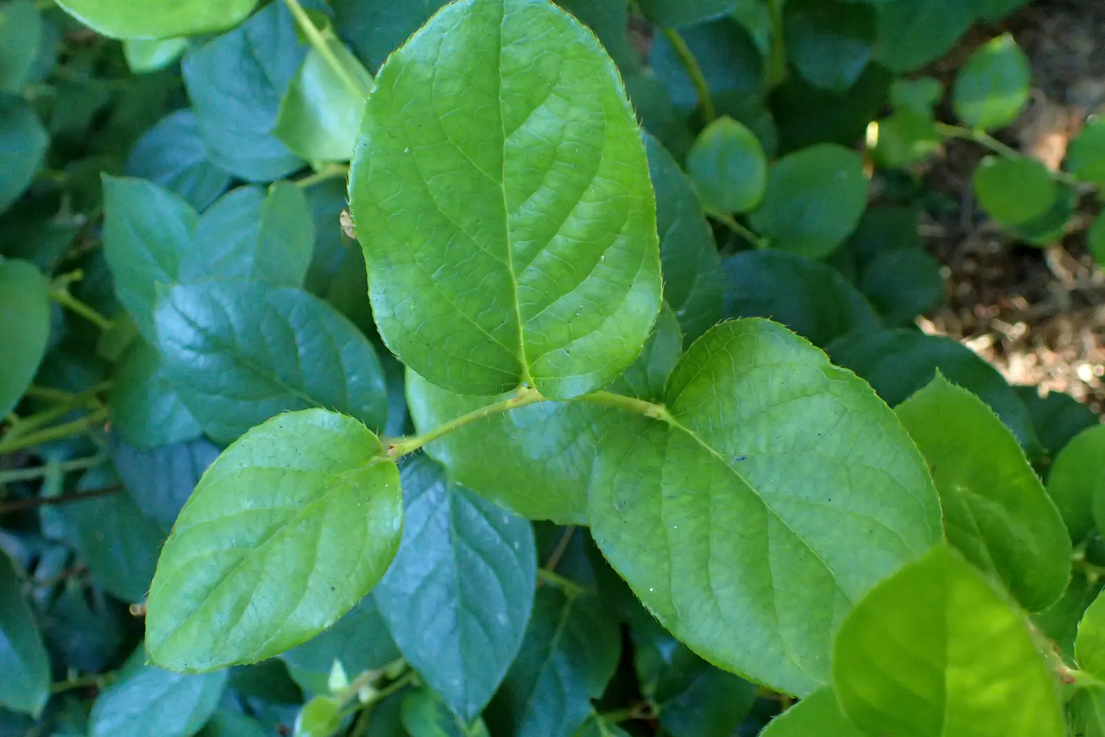 Salal (Gaultheria Shallon) — It prefers partial shade to full sun and well-drained soil; salal, or Gaultheria shallon, is an evergreen shrub, image 76