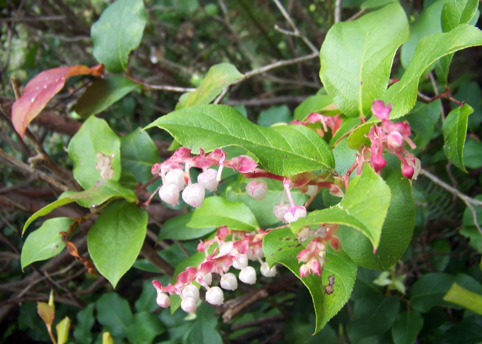 Salal (Gaultheria Shallon) — regional flavor.<br><br>For optimal growth; salal flaunts leathery leaves and pink-tinged white blooms in spring, image 90