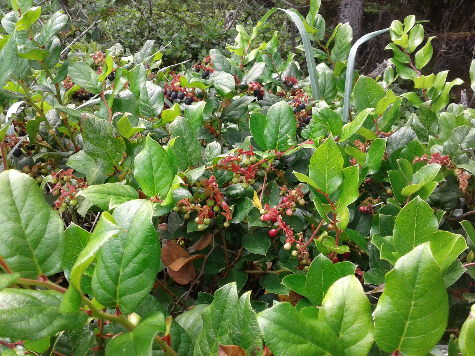 Salal (Gaultheria Shallon) — add year-round interest.<br><br>Spring brings a cascade of delicate bell-shaped flowers; from full sun to deep shade