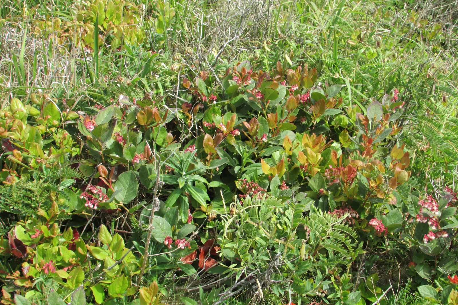 Salal (Gaultheria Shallon) — Salal, or Gaultheria shallon, is an evergreen shrub indigenous to western North America; it prefers partial shade to, image 97