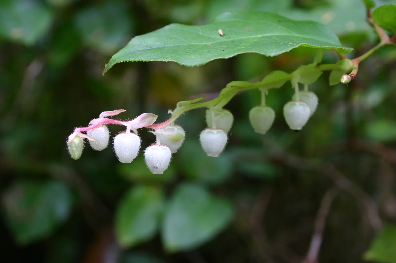 Salal (Gaultheria Shallon) — which can grow up to 5 inches long; thriving in USDA zones 7-9, it reaches 3-5 feet tall and spreads up to 6 feet, image 83