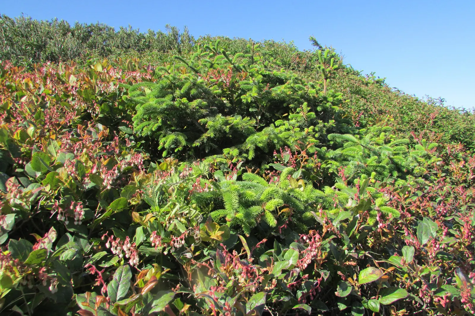 Salal (Gaultheria Shallon) — It is ideal for woodland settings, naturalized areas, or as an understory plant beneath larger trees; shrub for deep shade or half