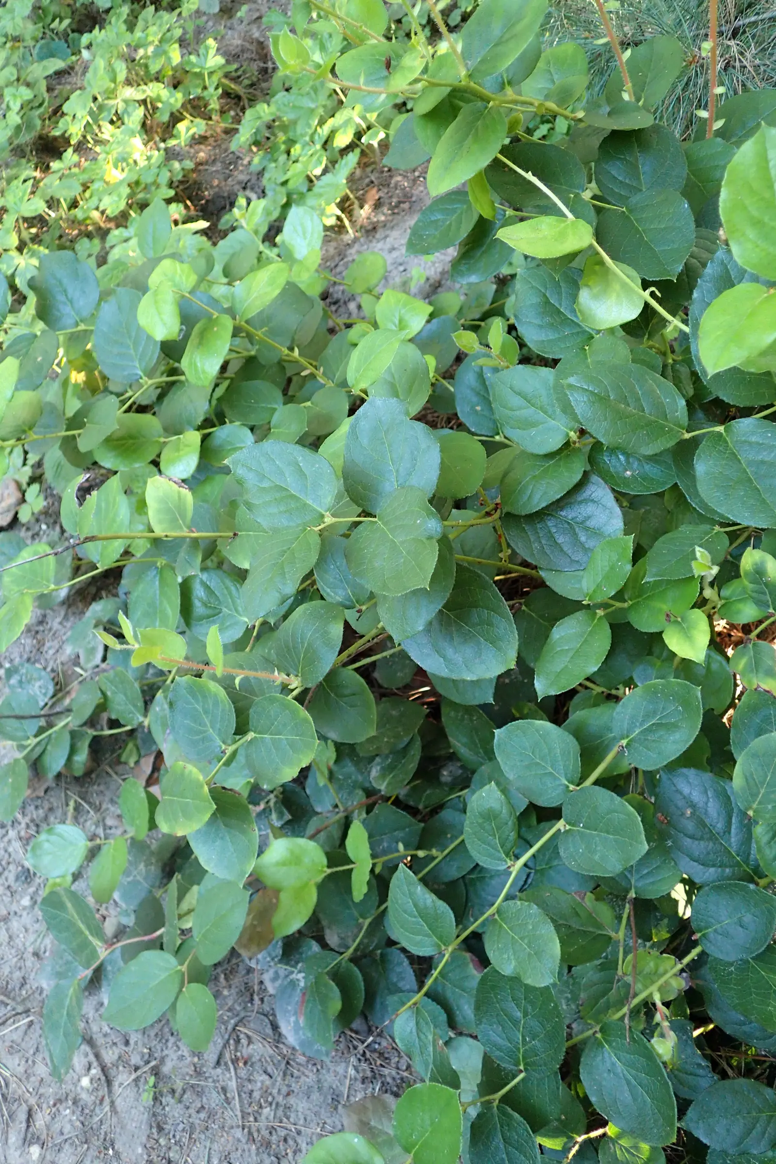 Salal (Gaultheria Shallon) — shrub for deep shade or half or shade; it is ideal for woodland settings, naturalized areas, or as an understory plant, image 72