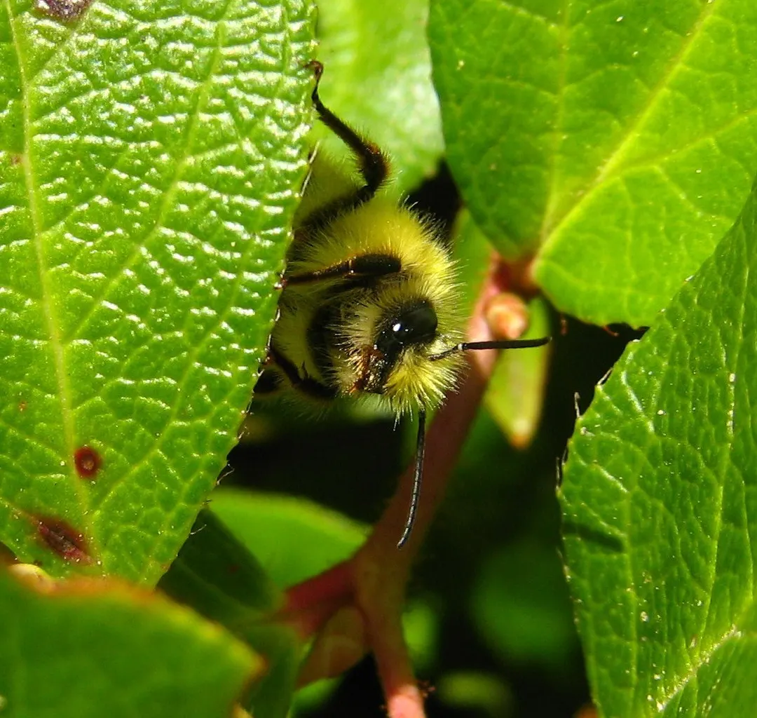 Salal (Gaultheria Shallon) — ranging in color from white to pale pink; shrub with pink blooms