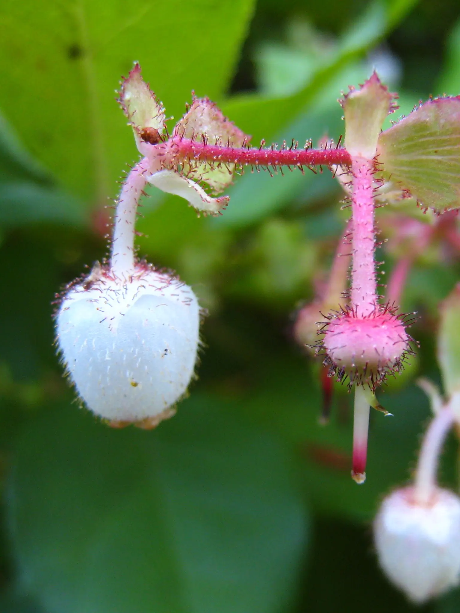Salal (Gaultheria Shallon) — These blossoms add subtle charm to the garden before giving way to edible; salal (Gaultheria shallon) is an evergreen, image 87