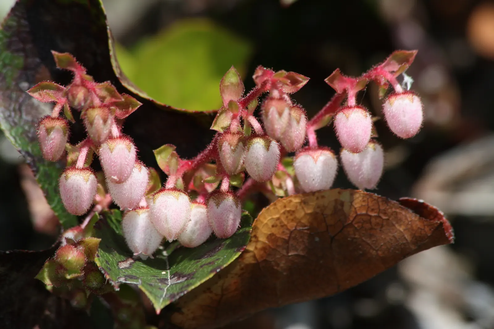 Salal (Gaultheria Shallon) — These blossoms add subtle charm to the garden before giving way to edible