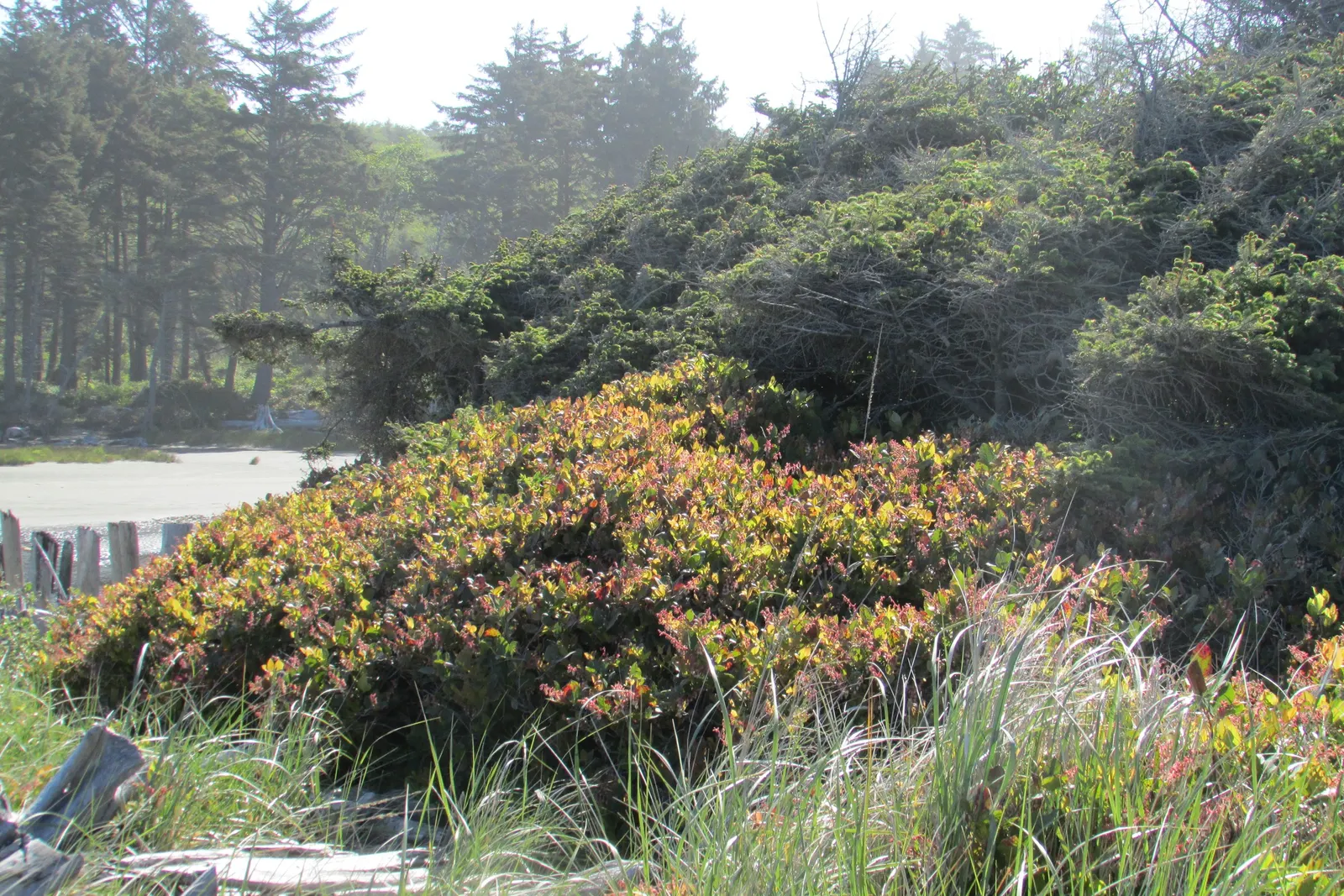 Salal (Gaultheria Shallon) — from full sun to deep shade; add year-round interest.<br><br>Spring brings a cascade of delicate bell-shaped flowers, image 81