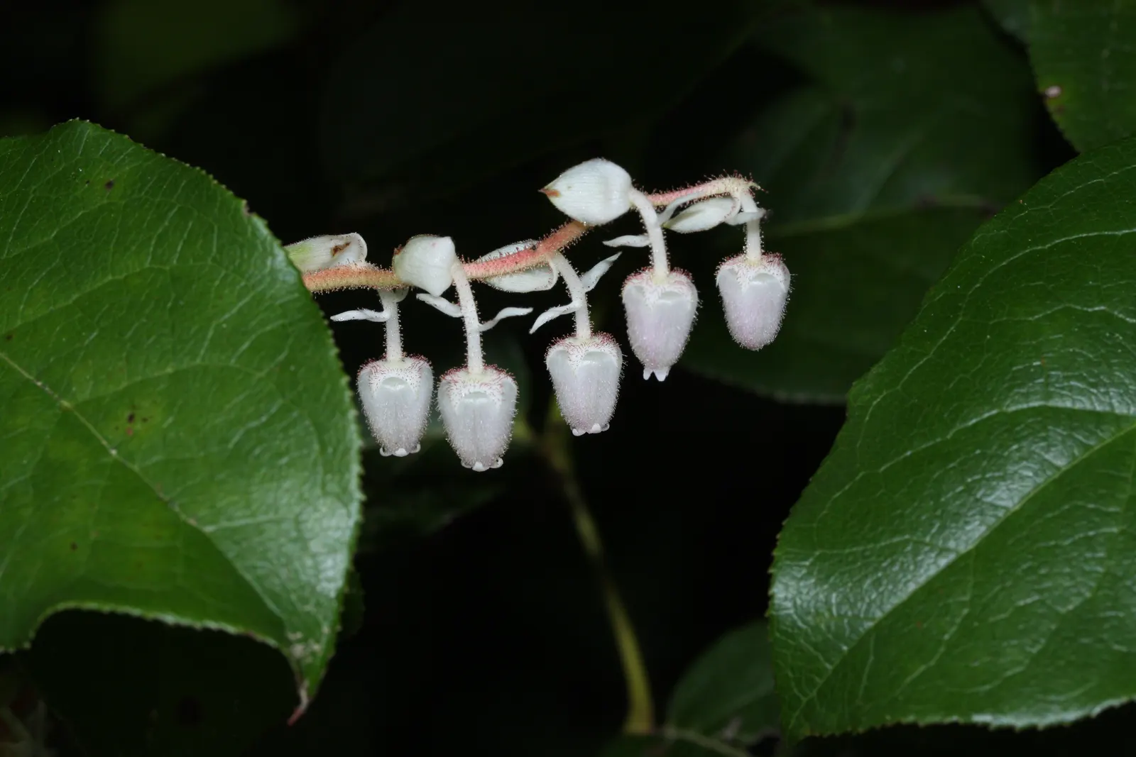 Salal (Gaultheria Shallon) — offering low-maintenance ground cover and year-round foliage for naturalistic landscapes; this versatile plant thrives, image 77