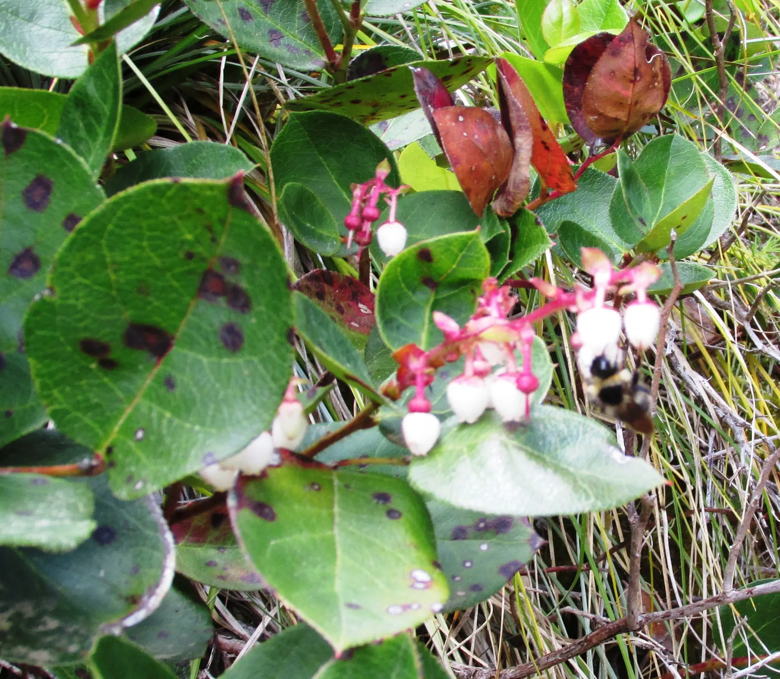 Salal (Gaultheria Shallon) — bushy growth habit that provides excellent ground cover and erosion control; salal prefers well-drained, image 58