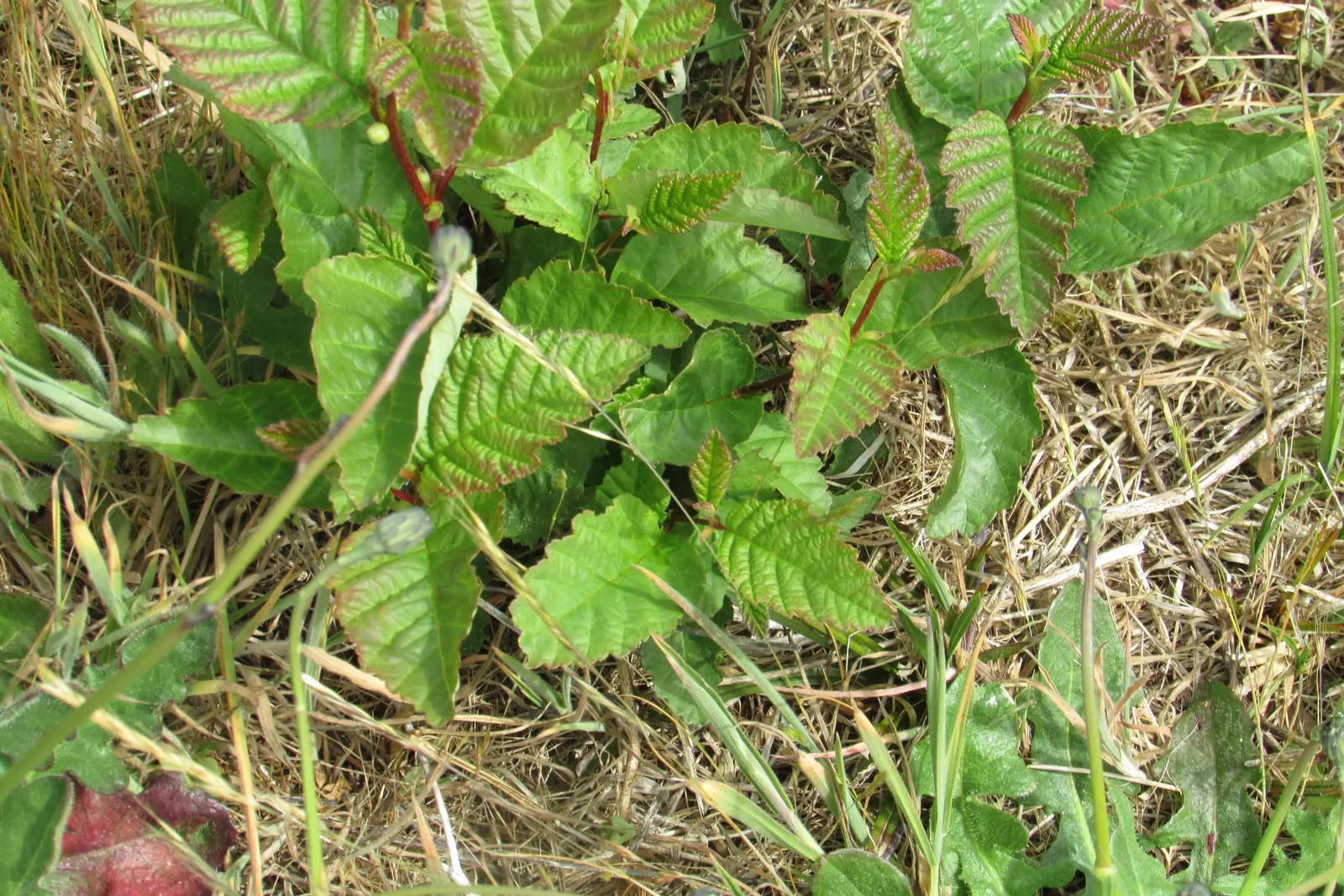 Salal (Gaultheria Shallon) — shrub with pink blooms; ranging in color from white to pale pink, image 95