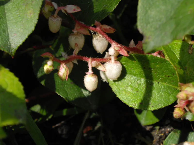 Salal (Gaultheria Shallon) — regional flavor.<br><br>For optimal growth; salal flaunts leathery leaves and pink-tinged white blooms in spring, followed by