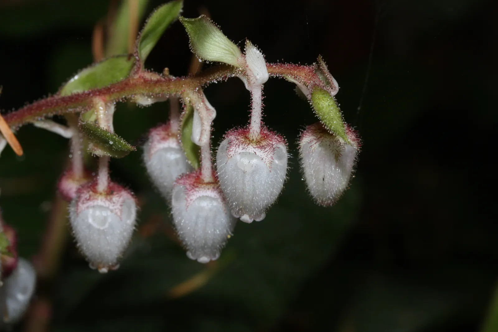 Salal (Gaultheria Shallon) — dark purple berries toward the end of summer; each approximately 1/3 inch in size, image 88
