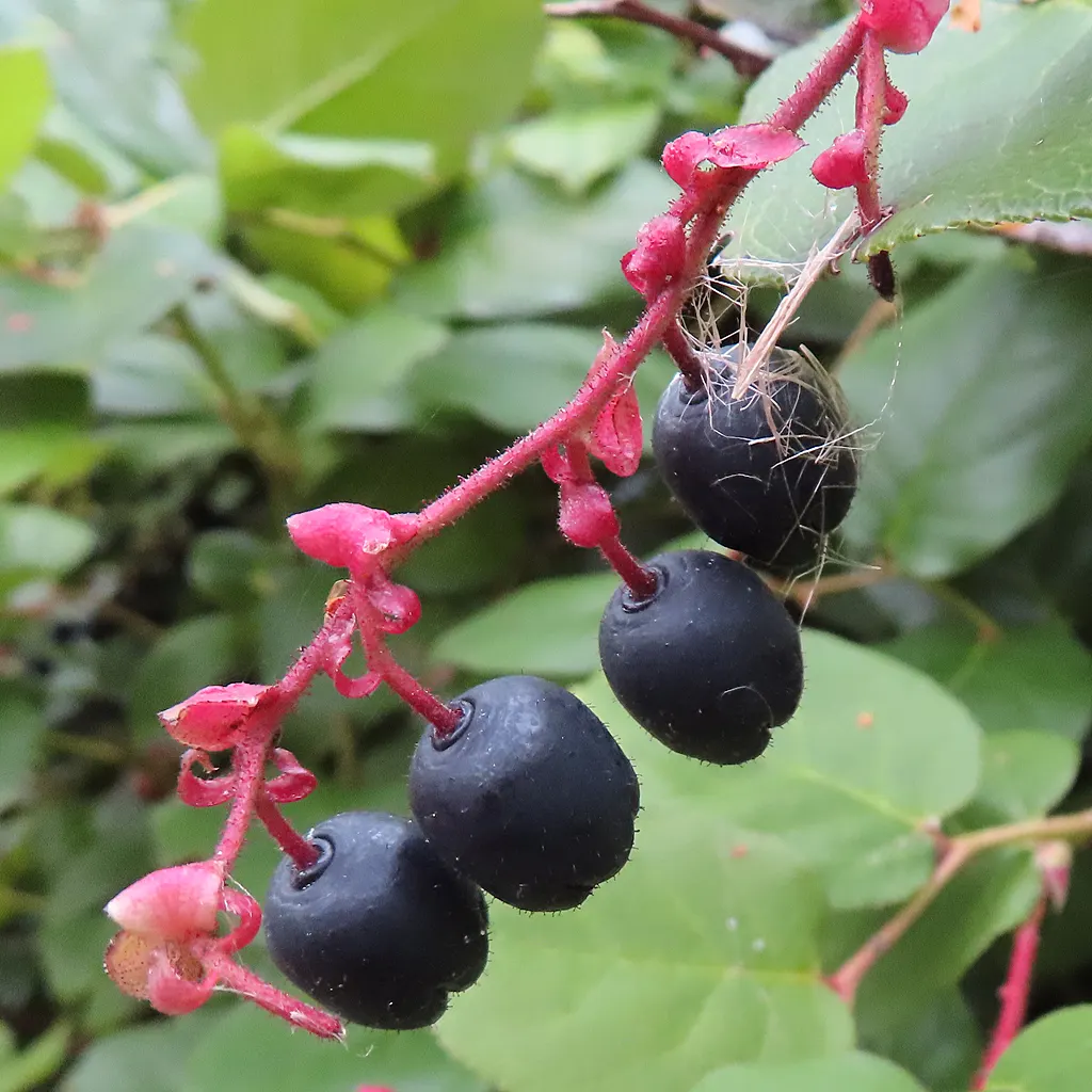 Salal (Gaultheria Shallon) — bushy growth habit that provides excellent ground cover and erosion control; salal prefers well-drained