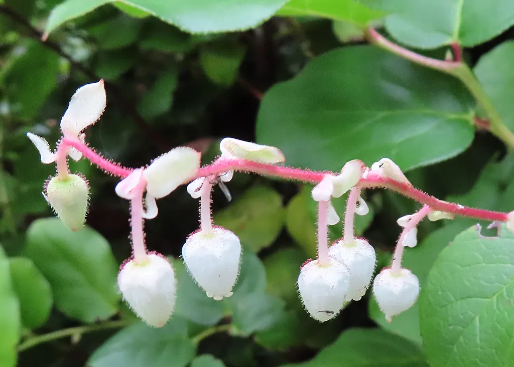 Salal (Gaultheria Shallon) — each approximately 1/3 inch in size; dark purple berries toward the end of summer