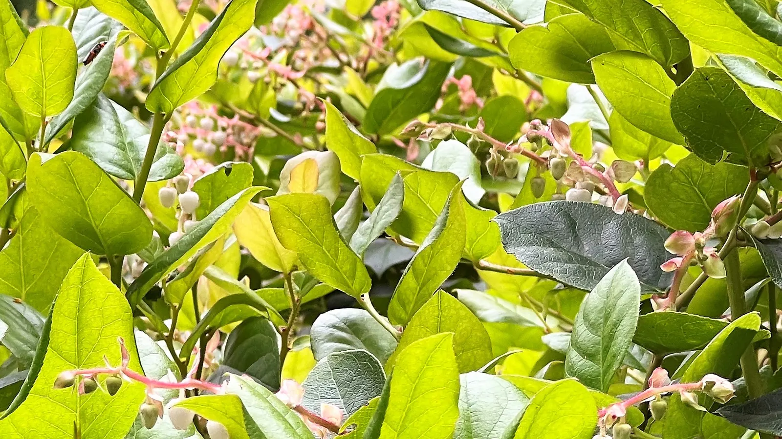 Salal (Gaultheria Shallon) — which can grow up to 5 inches long; thriving in USDA zones 7-9, it reaches 3-5 feet tall and spreads up to 6 feet