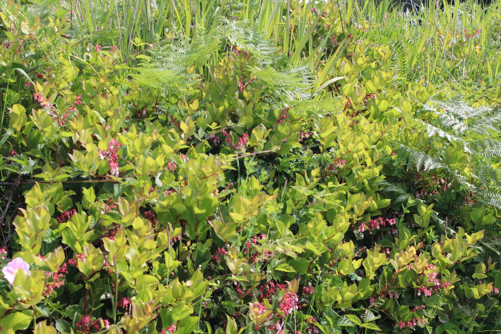Salal (Gaultheria Shallon) — which can grow up to 5 inches long; thriving in USDA zones 7-9, it reaches 3-5 feet tall and spreads up to 6 feet, image 59