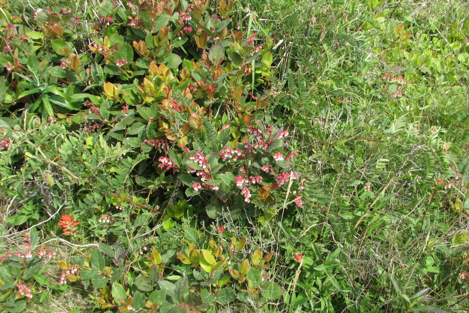 Salal (Gaultheria Shallon) — dark purple berries toward the end of summer; each approximately 1/3 inch in size