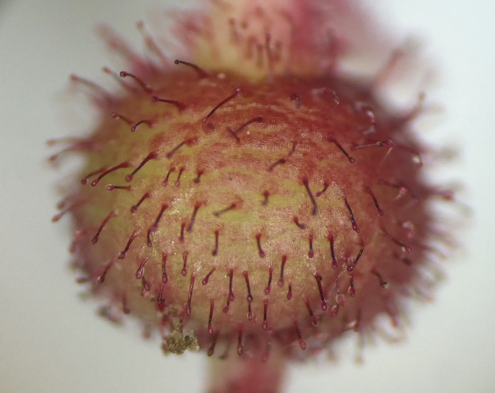 Salal (Gaultheria Shallon) — each approximately 1/3 inch in size