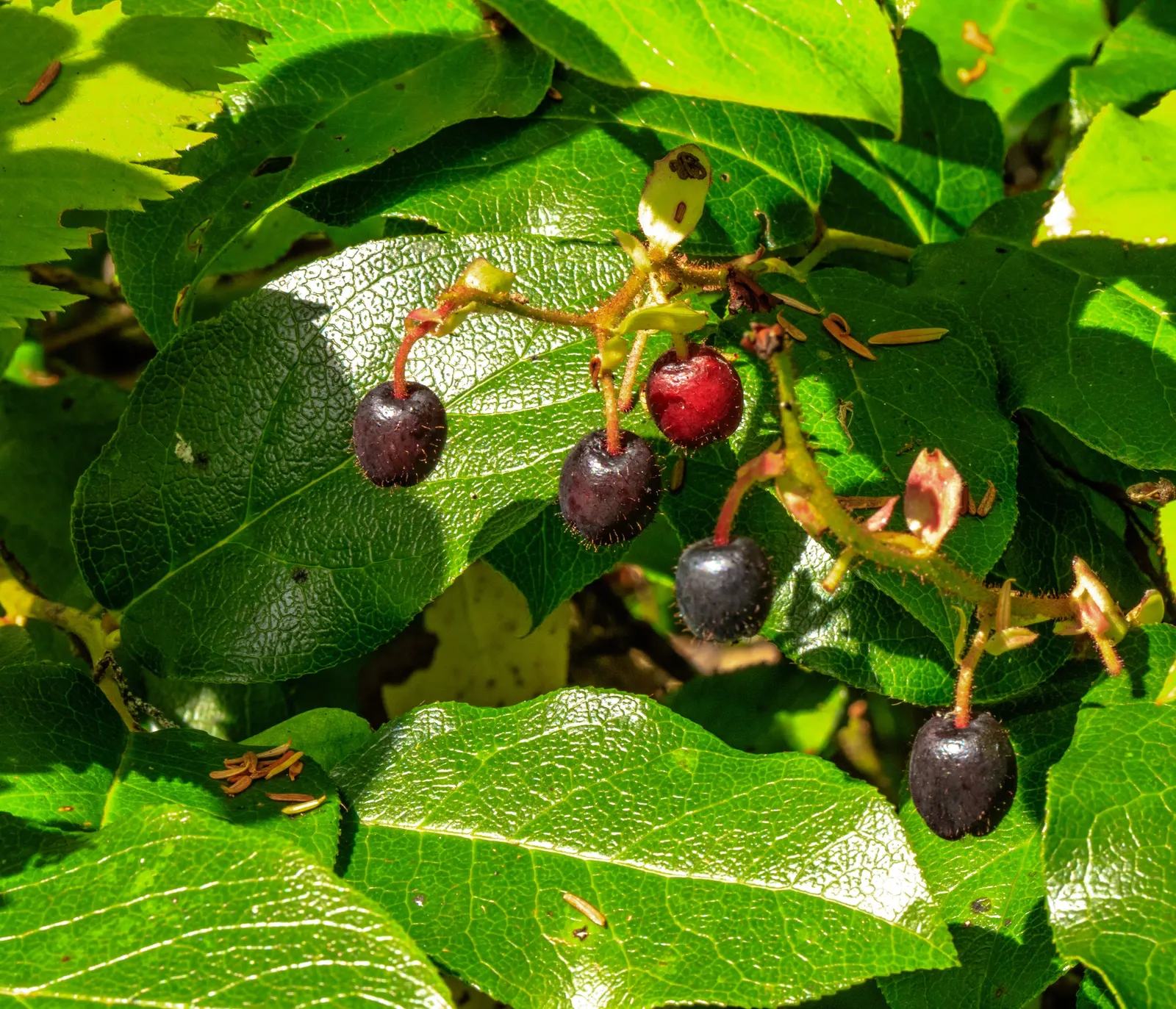 Salal (Gaultheria Shallon) — ranging in color from white to pale pink; shrub with pink blooms, image 62