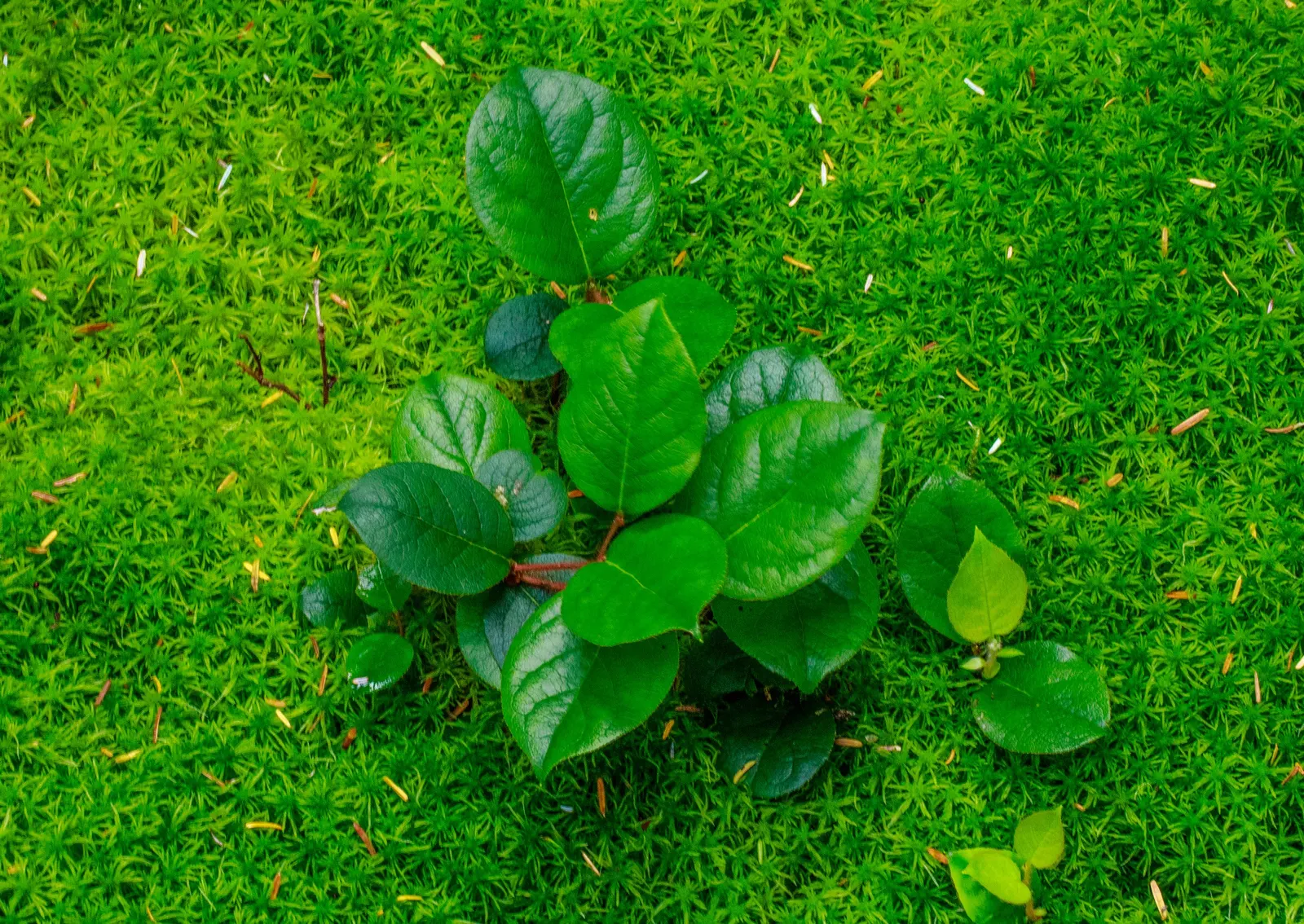 Salal (Gaultheria Shallon) — shrub for deep shade or half or shade; it is ideal for woodland settings, naturalized areas, or as an understory plant, image 96