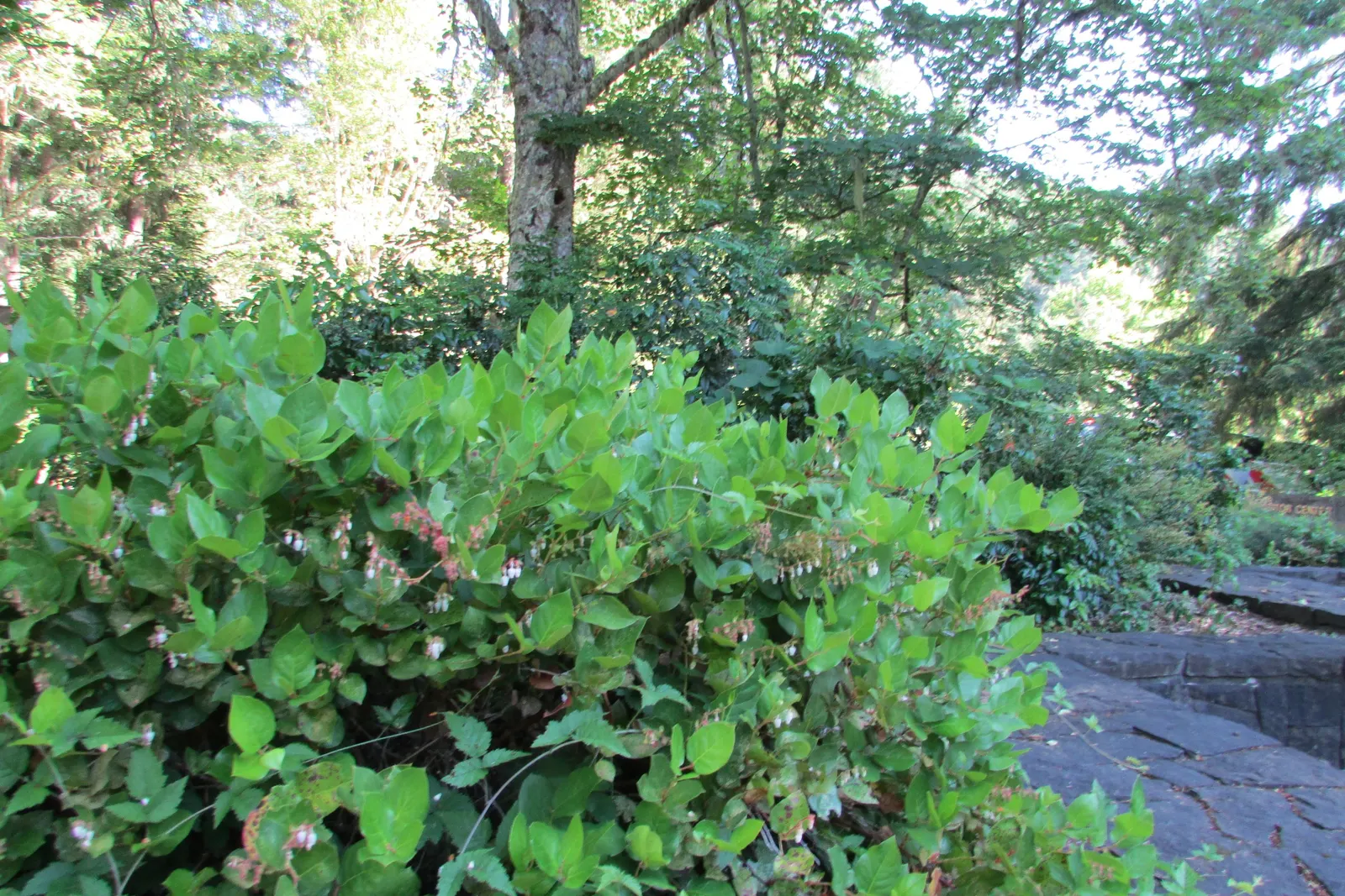 Salal (Gaultheria Shallon) — offering low-maintenance ground cover and year-round foliage for naturalistic landscapes; this versatile plant thrives, image 53