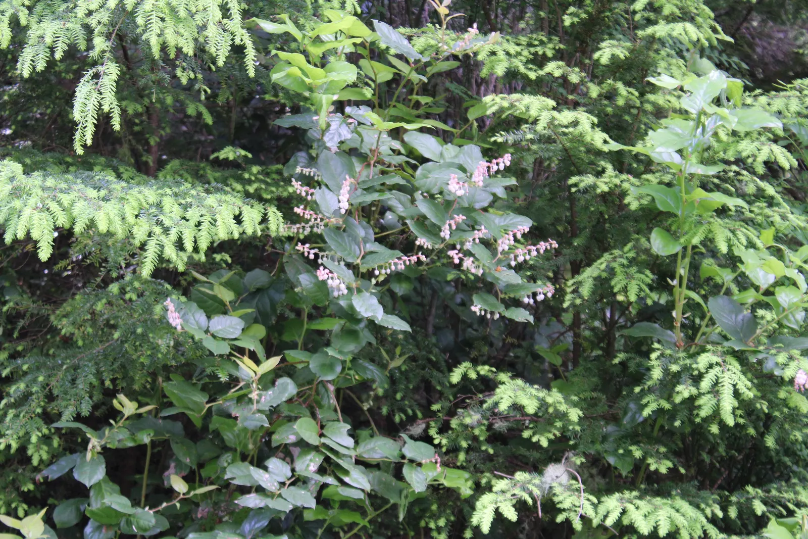 Salal (Gaultheria Shallon) — acidic soil rich in organic matter; the fruit is a favorite among local wildlife and can be used in jams and jellies, image 68