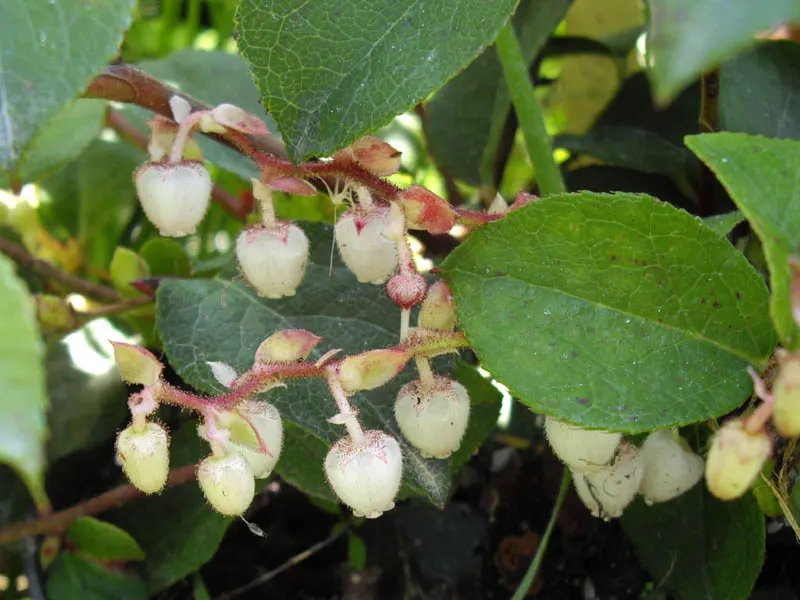 Salal (Gaultheria Shallon) — Salal flaunts leathery leaves and pink-tinged white blooms in spring, followed by edible, dark purple berries; regional, image 51