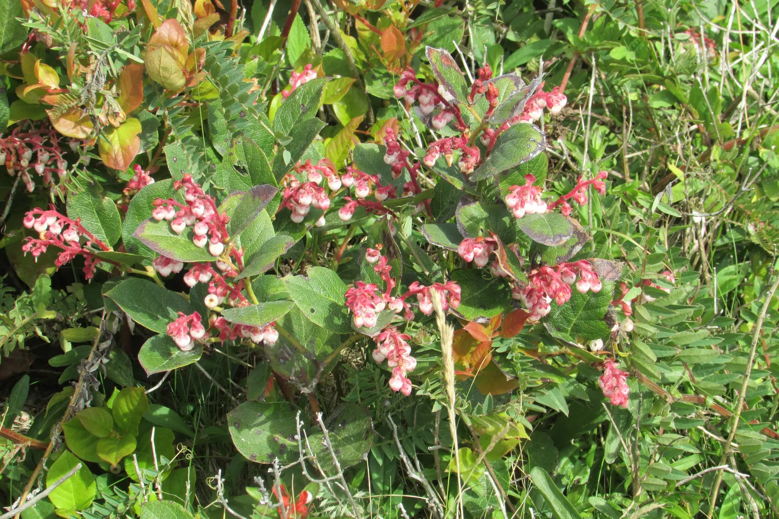 Salal (Gaultheria Shallon) — The fruit is a favorite among local wildlife and can be used in jams and jellies for a unique; acidic soil rich in organic matter