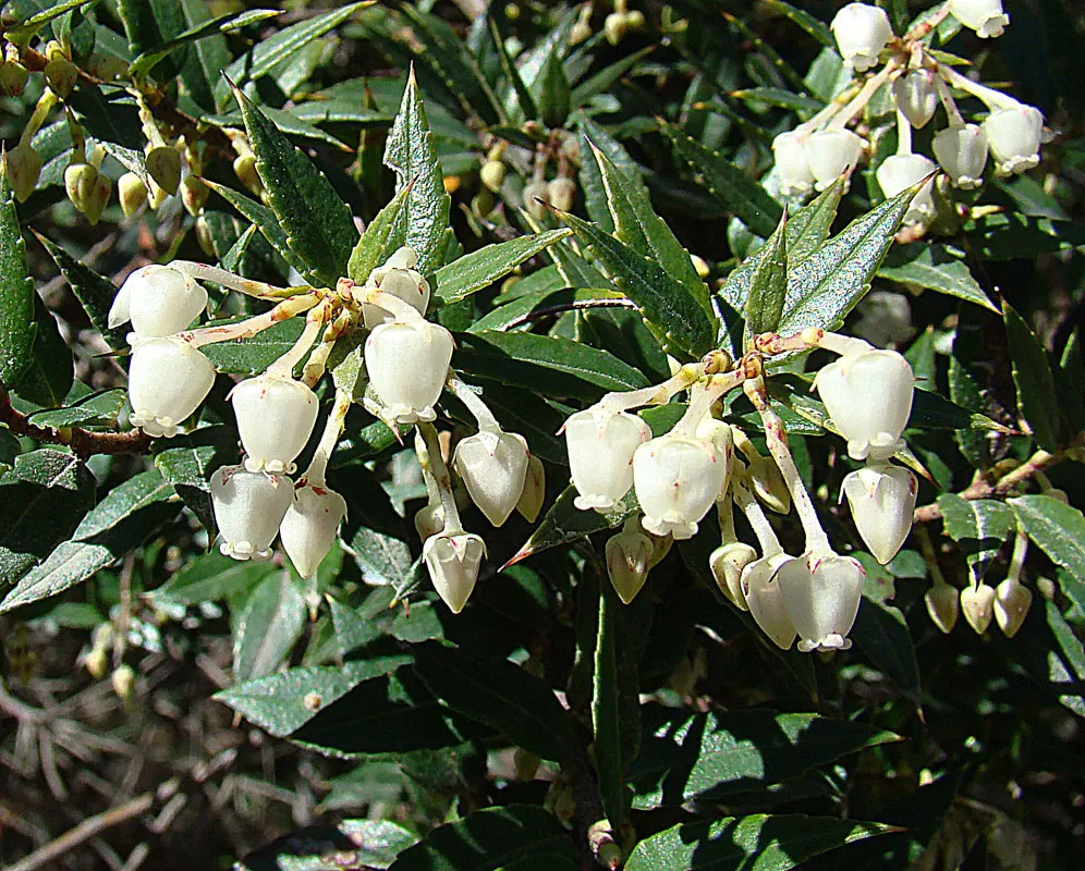 Salal (Gaultheria Shallon) — Salal prefers well-drained; bushy growth habit that provides excellent ground cover and erosion control, image 91