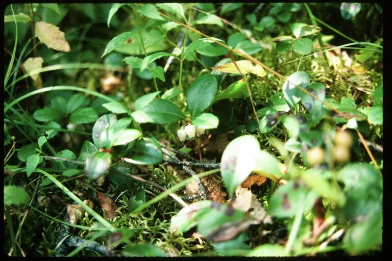 Salal (Gaultheria Shallon) — Salal, or Gaultheria shallon, is an evergreen shrub indigenous to western North America; it prefers partial shade to, image 49