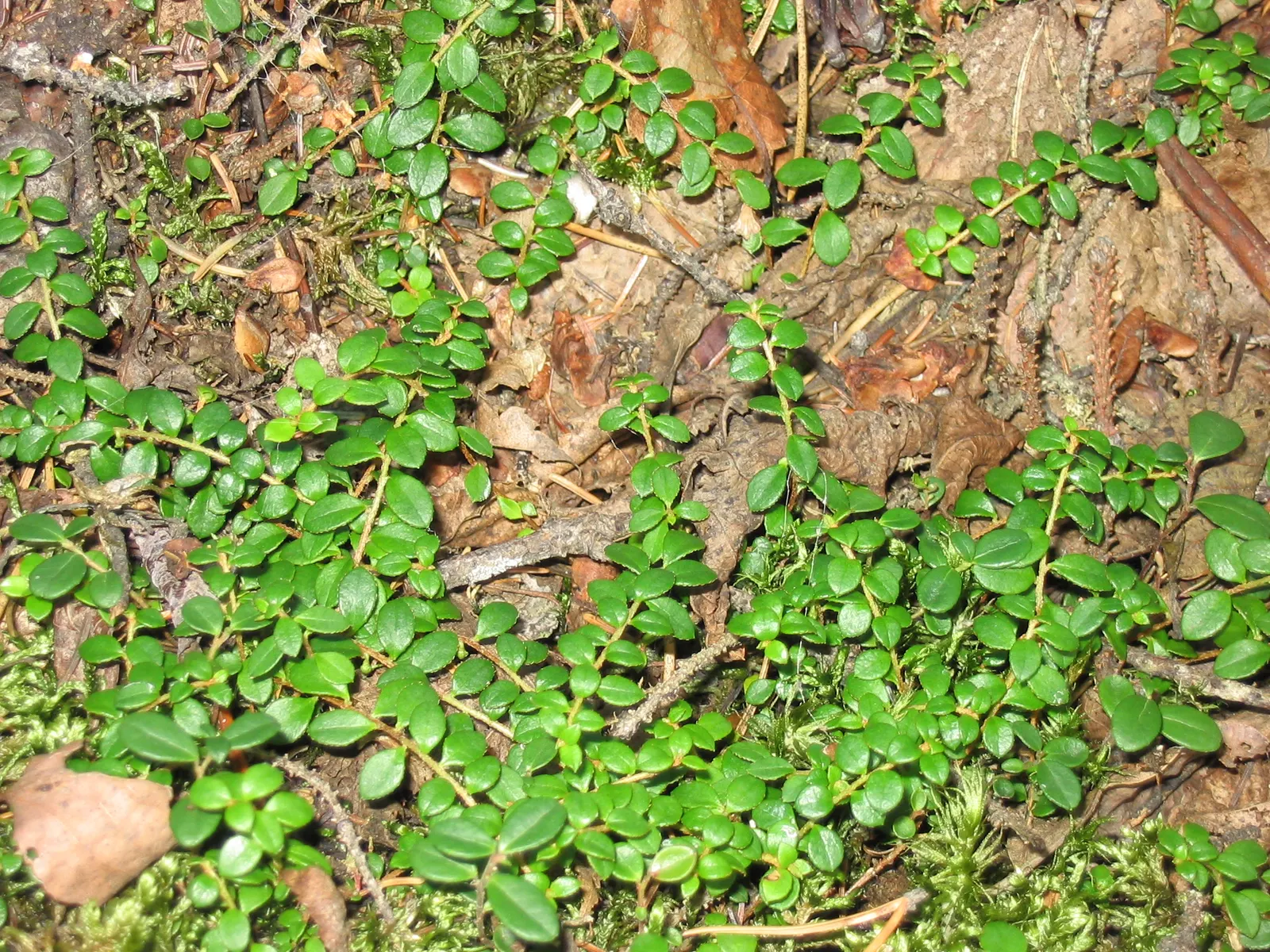 Salal (Gaultheria Shallon) — bushy growth habit that provides excellent ground cover and erosion control; salal prefers well-drained, image 82
