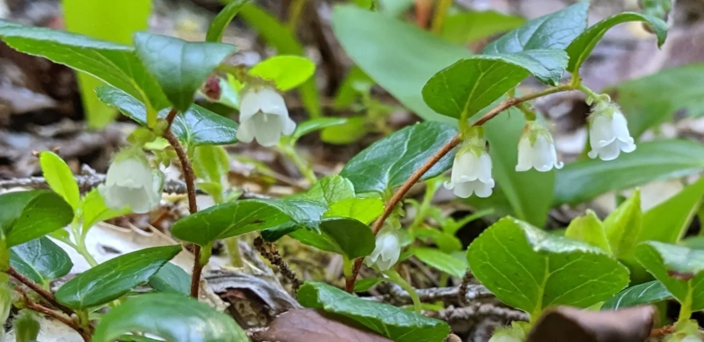Salal (Gaultheria Shallon) — Salal (Gaultheria shallon) is an evergreen shrub native to the western regions of North America; these blossoms add subtle charm