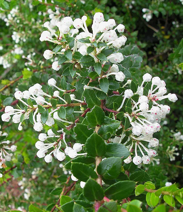 Salal (Gaultheria Shallon) — from full sun to deep shade; add year-round interest.<br><br>Spring brings a cascade of delicate bell-shaped flowers, image 57