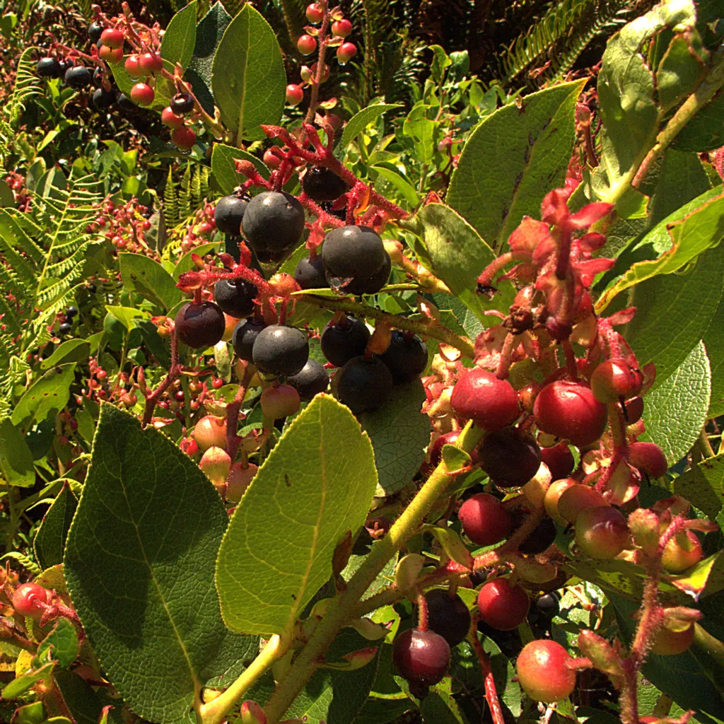 Salal (Gaultheria Shallon) — It prefers partial shade to full sun and well-drained soil